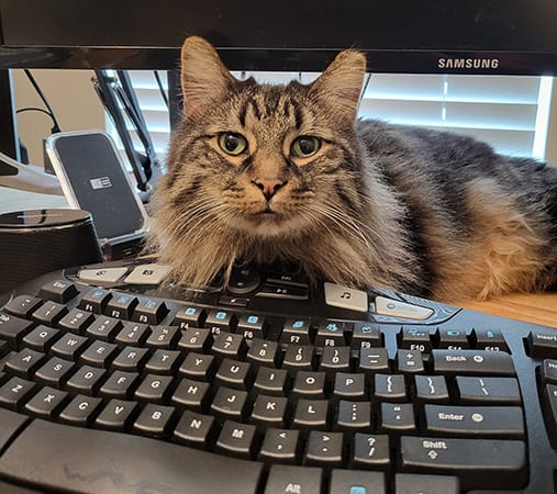 Rocket, the maine coon attention hog